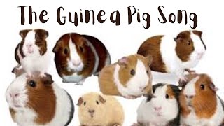 The Guinea Pig Song (Remake)