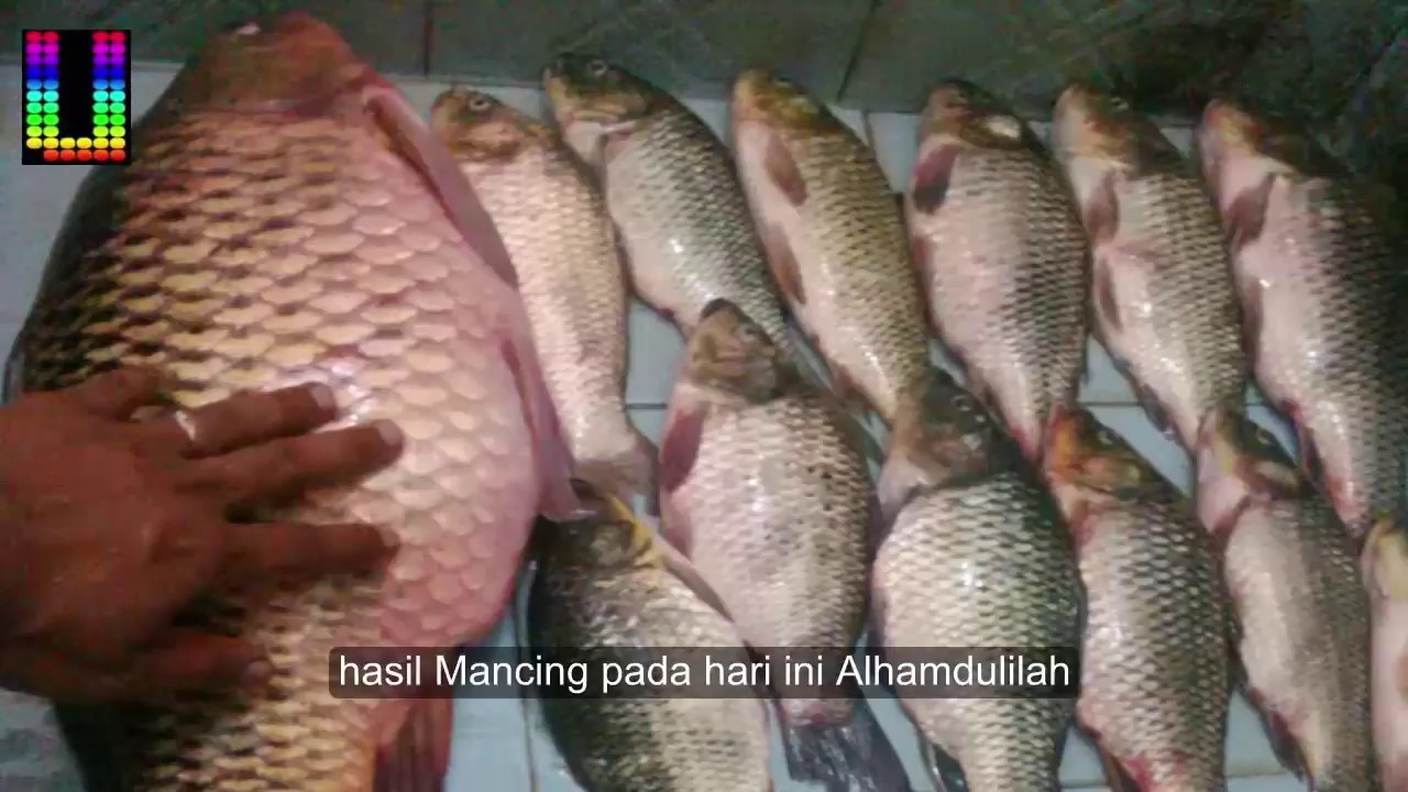Umpan Ikan Mas Putih OK