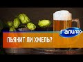 Галилео 🍺 Пьянит ли хмель?