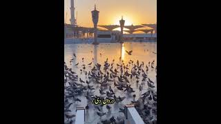 لجپال نبی ﷺ میرے درداں دی دوا دینا? ??