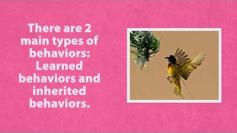 Learned and Inherited Behaviors