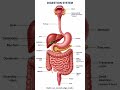 digestion system #knowledge #learning #medicaleducation #anatomy #digestivesystem