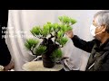A day in the bonsai life. Master trims the pine tree.
