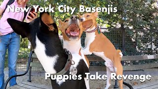 Basenji Puppies Take Revenge - New York City Basenji Meetup - 20 August 2023 by New York City Basenjis 369 views 8 months ago 1 minute, 53 seconds