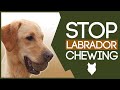 LABRADOR TRAINING! How To Stop My Labrador From Chewing!?