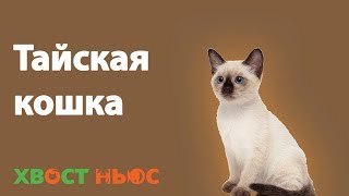 Тайская кошка Тайская кошка