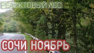Осенний Сочи, Аштырь византийский храм 9 века, реликтовый лес, хурма. Начало ноября Осенний Сочи, Аштырь византийский храм 9 века, реликтовый лес, хурма. Начало ноября