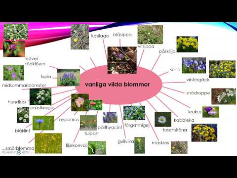 Video: Astrantia (58 Bilder): Sorter Och Arter Med Namn, Plantering Och Vård Av En Blomma I Det öppna Fältet, Beskrivning Av örtväxter "Moulin Rouge" Och "Pink Symphony&quo