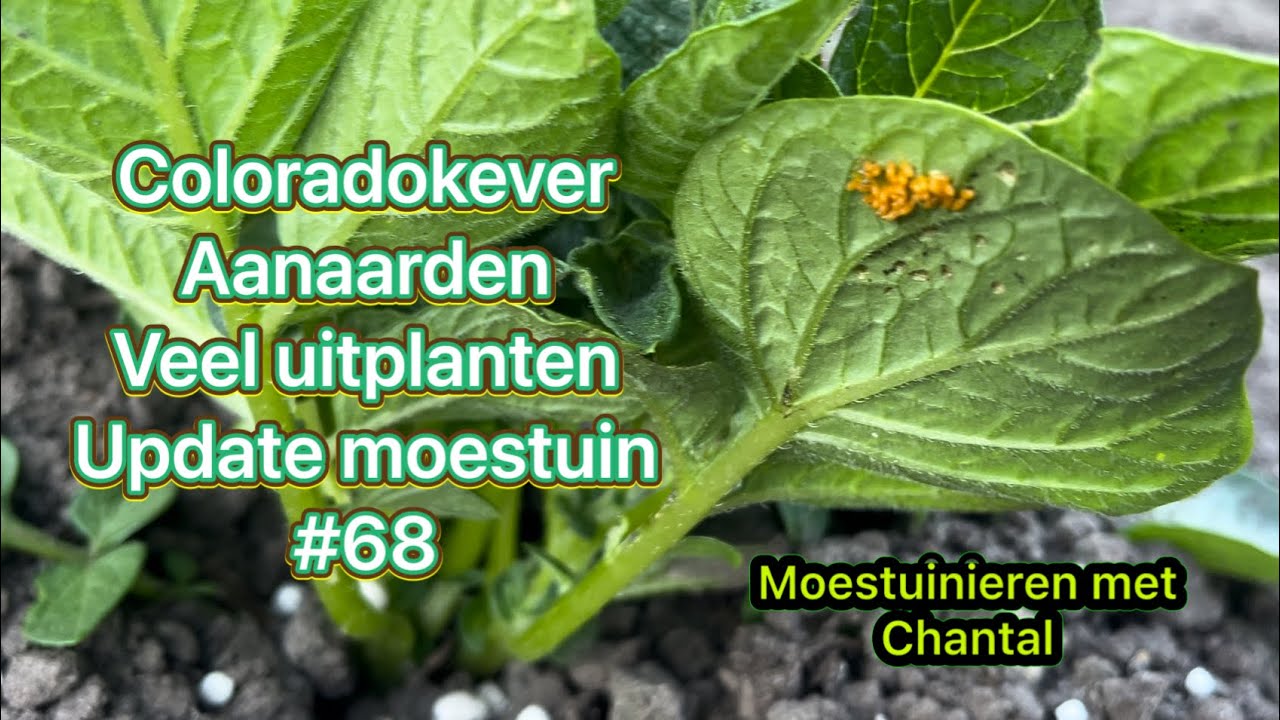 Mijn moestuin avontuur #68 Coloradokever, aanaarden, update moestuin