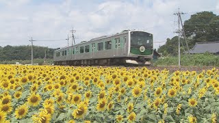 「ひまわり」とＪＲ烏山線の「アキュム」が共演　約８万本のひまわりが咲き誇る