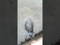 Manatee Encounter #marinemammal #florida  #nativespecies