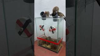 Easy Homemade Mouse Trap Ideas At Home // Mouse Trap 2 #Rattrap #Mousetrap #Shorts