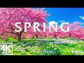 Spring Flowers 4K - March 2026 🌸 Endless Tulip Fields, Sakura Valleys & Bright Morning Landscapes