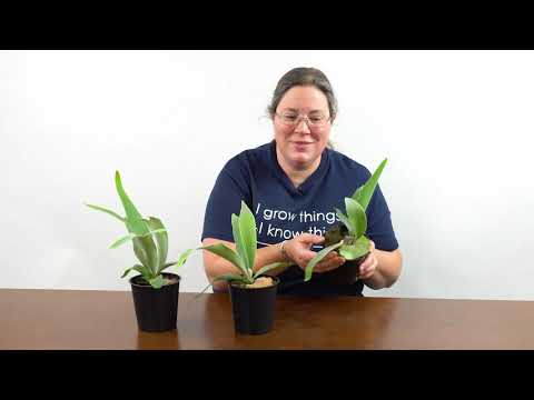 Video: Staghorn Fern-ի տեսակները