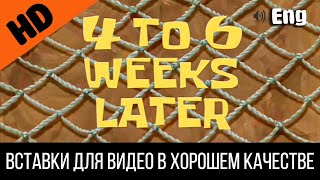 4 To 6 Weeks Later / 4-6 Недель Спустя | Spongebob Timecard | Вставка Для Видео | Insert For Video