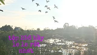 tập 256 đi bẫy le le buổi sáng một kết quả bất ngờ