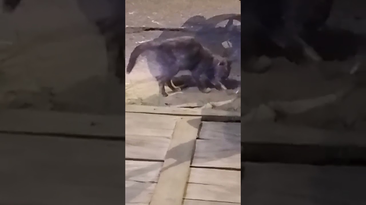 Cat taking a Ротту_1 (1,55x Speed) 