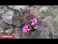 Wild Aquarium Plant Search | Tropical Water Lily | CrazyF India