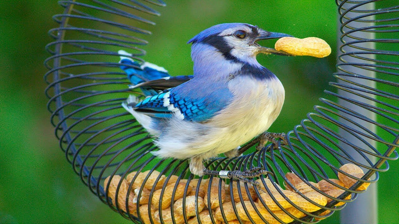 Blue Jay Bird Pet Blue Jay Bird Calls Baby Blue Jay Birds Youtube