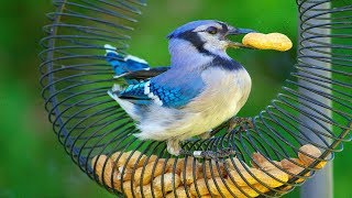 Blue jay bird pet | Blue Jay Bird Calls | Baby Blue Jay Birds screenshot 5
