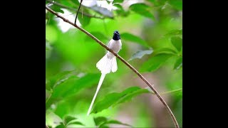 Kicau Burung Seriwang paradise...