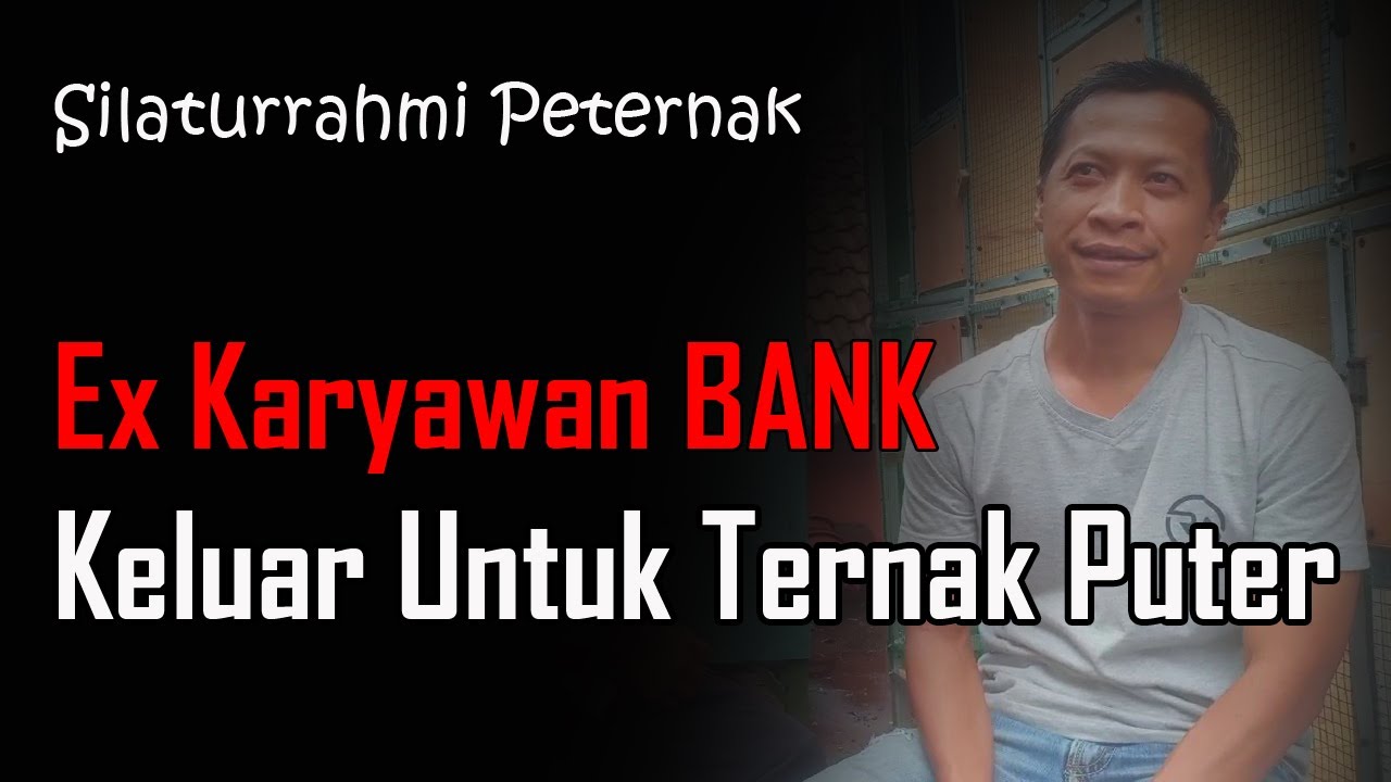 Karyawan bank keluar dan fokus ternak puter pelung : Silaturrahmi