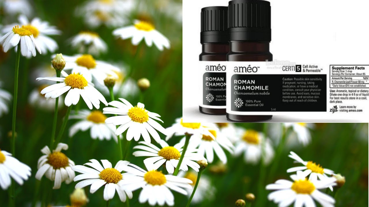 Roman Chamomile Essential Oil Benefits and Uses! YouTube