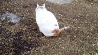 Кот в горной деревне / Cat in a mountain village Кот в горной деревне / Cat in a mountain village