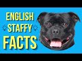Staffordshire Bull Terrier Top 10 Facts (English Staffy) の動画、YouTube動画。