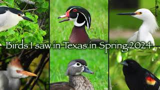 Birds I saw in Texas in April 2024