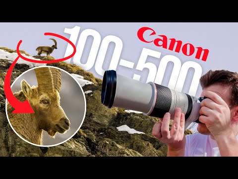 Test Canon RF 100-500mm : le méga zoom idéal ?