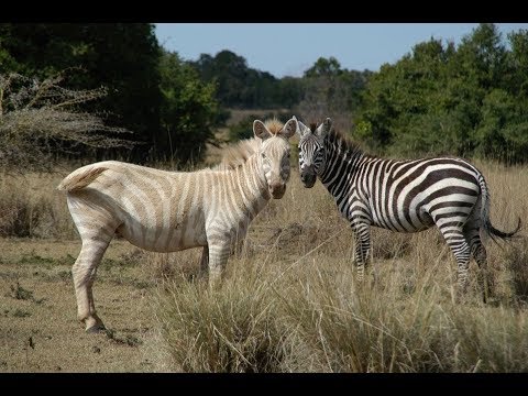Vídeo: Que Tipo De Animal é Uma Zebra