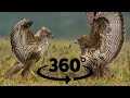 Buzzard Fight 360° 4K