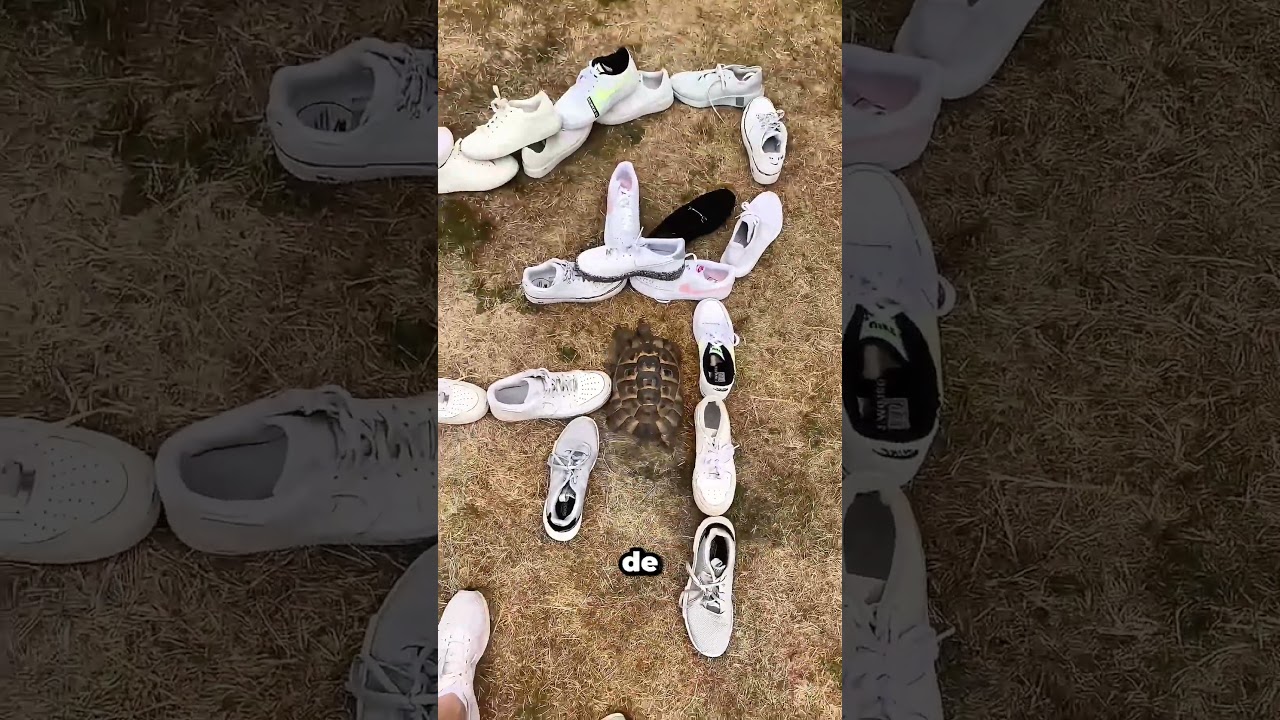 La tortuga siempre elige el zapato negro en lugar del blanco 🖤 #petbehavior #animals #shorts