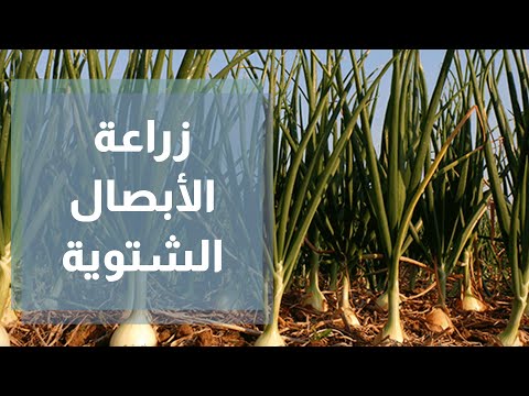 زراعة الأبصال الشتوية مع المهندسة الزراعية أمل القيمري
