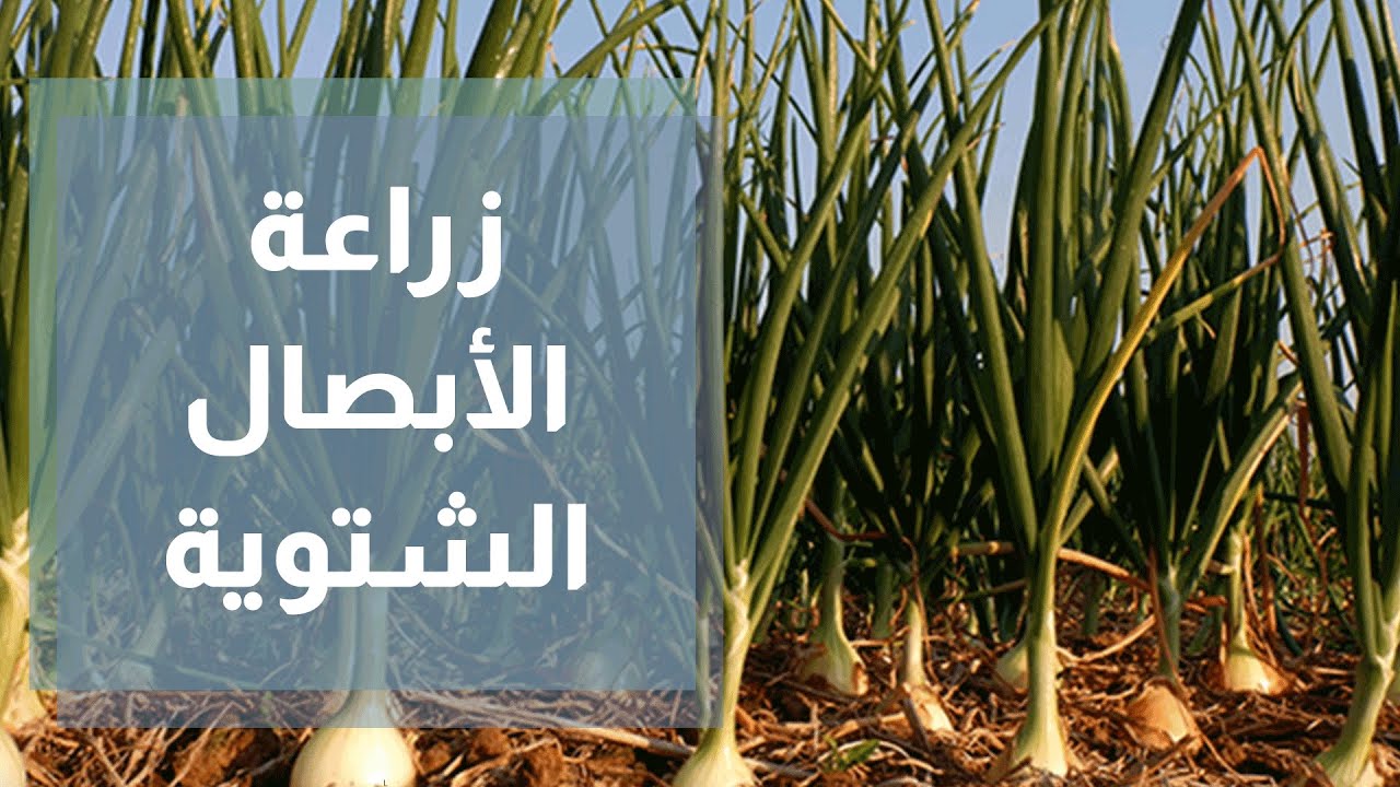 زراعة الأبصال الشتوية مع المهندسة الزراعية أمل القيمري