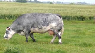 what cows look like in Europe./Як виглядають корови в Європі.