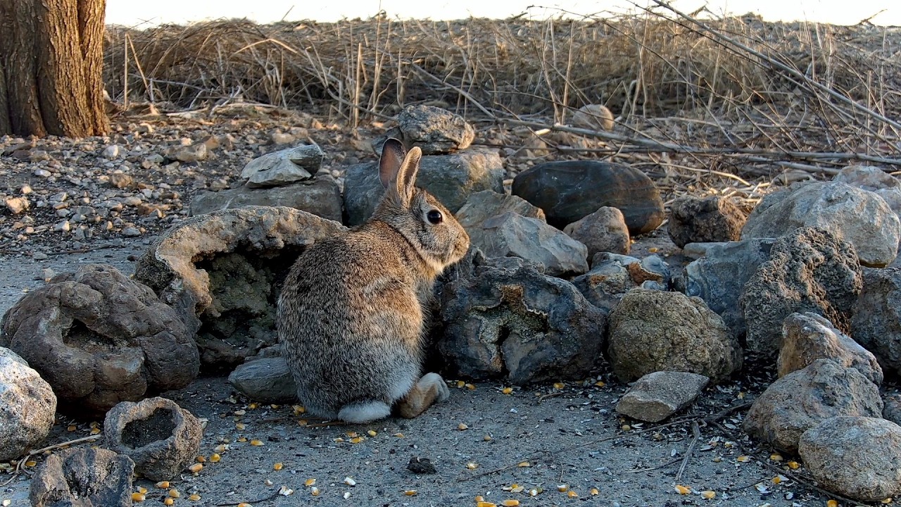 Bird Feeder 02-23-2026