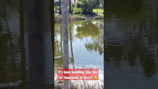 The La Brea Tar Pits Have Been Bubbling Like This For Thousands Of Years