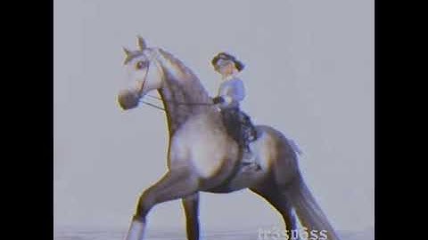 [ 30 FPS ] 𝙁𝙇𝘼𝙎𝙃𝙄𝙉𝙂 𝙇𝙄𝙂𝙃𝙏𝙎 - 🅂🅂🄾