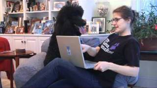 How To Vote In The Animal Rescue Site's $300,000 Shelter+ Challenge