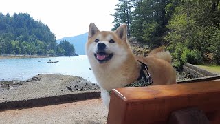 Walking, Running, and Hiking with My Shiba Inu