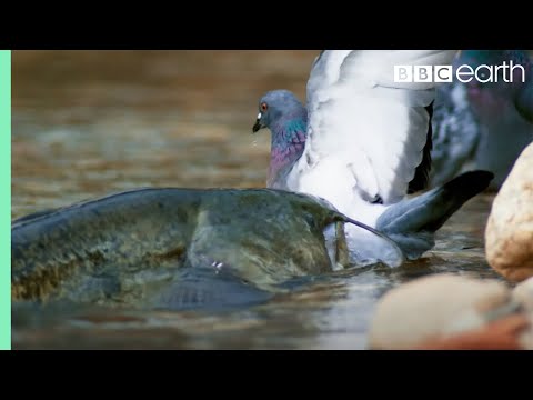 The Fish That Hunts Pigeons | Planet Earth II | BBC Earth