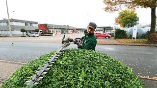 Kustorez. Bush cutting and lawn mowing