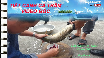 TIẾT CANH CÁ TRẮM HÓT NHẤT 2017 [ VIDEO GỐC ]