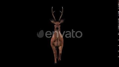 4K Deer Walk Front View | Motion Graphics - Envato elements
