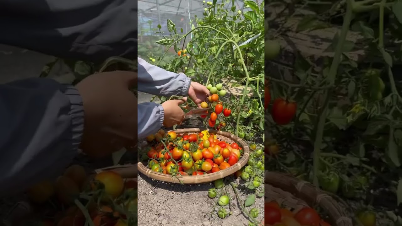 Cà chua bi - Rạng Đông Seeds #hatgiongrangdong #rangdongseeds