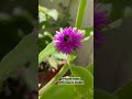 #iphone14promax #macro #video #flowers