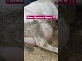 Сигирми бу елинми бу ??