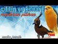 CILILIN vs KENARI materi kicau pilihan - audio jernih